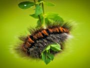 Peli Caterpillar-toukka eläinpala verkossa