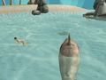 Peli Shark Simulator Beach Killer verkossa Peli Shark Simulator Beach Killer verkossa