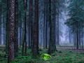 Peli Mystinen auringonlasku metsässä  verkossa