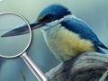 Peli Linnut 5 eroa  verkossa