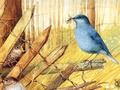 Peli Linnut: taidepalapelit  verkossa
