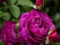 Peli Violetit ruusut  verkossa
