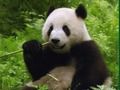 Peli Panda-palapeli  verkossa