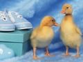 Peli Rakastettavia pieniä olentoja Palapeli  verkossa