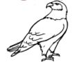 Peli Eagle-värityskirja  verkossa