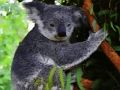 Peli Söpö Koala-karhu  verkossa