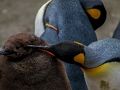 Peli Keisari Pingviini Palapeli  verkossa