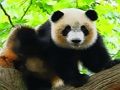 Peli Söpö vauva Panda  verkossa