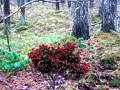 Peli Bernatin metsäseikkailu  verkossa