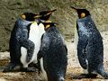 Peli Kuningas pingviini palapeli  verkossa
