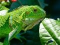 Peli Villi Iguana  verkossa