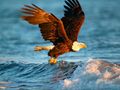 Peli Eläimet Jigsaw Puzzle Eagle  verkossa