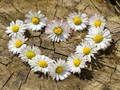 Peli Daisy Heart -pistosaha  verkossa