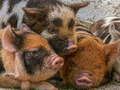 Peli Porsas Piggy Jigsaw  verkossa