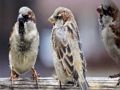 Peli Sparrow-perheen palapeli  verkossa