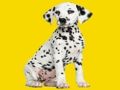 Peli Phantom Pups palapeli  verkossa