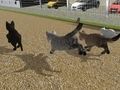 Peli Juokse Cat Cat Race  verkossa