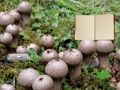 Peli Lycoperdon -sieni -maapako verkossa