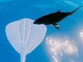 Peli Surffaavat rauskut verkossa Peli Surffaavat rauskut verkossa