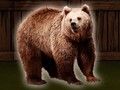 Peli Pelasta Grizzly Bear  verkossa
