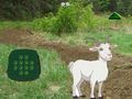 Peli Vuohi Etsi lapsi  verkossa