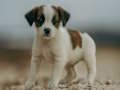 Peli Jack Russell palapeli verkossa