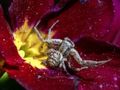 Peli Crab Spider -peli verkossa