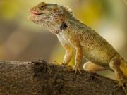 Peli Lizard Garden -pistosaha  verkossa