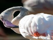 Peli Flamingo Bird -pala verkossa