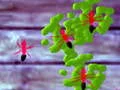 Peli Smash Ants verkossa