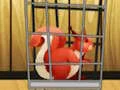 Peli Rescue The Red Squirrel From Cage verkossa