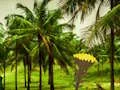Peli Escape From Coconut Land verkossa