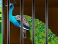 Peli Liberate the Caged Beauty verkossa