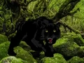 Peli Escape from Black Panther Forest verkossa