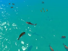 Peli Hungry Shark Hunt verkossa