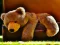 Peli Plush Teddy Bear verkossa