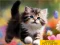 Peli Puzzle Sliding Kittens verkossa