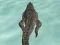 Peli Crocodile Simulator Beach Hunt verkossa