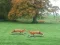 Peli Hunted Fox verkossa