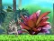 Peli King Julien: Schnapp' die Krone verkossa