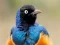 Peli Animal Puzzle: Wildlife & Logic verkossa