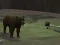 Peli Bear Den verkossa