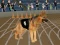 Peli Crazy Dog Racing Fever verkossa
