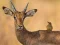 Peli Wild Deer Jigsaw verkossa