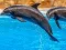 Peli Sea Dolphin Jigsaw verkossa