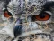Peli Wild owl Jigsaw verkossa