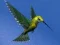 Peli Hummingbird House Escape verkossa