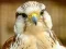 Peli Gyrfalcon Jigsaw verkossa