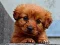 Peli Puppy Puzzle verkossa