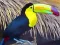 Peli Toucan Bird Jigsaw verkossa